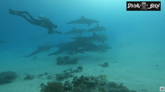 BlackTips and Dolphins with @Diving.Bern.Official